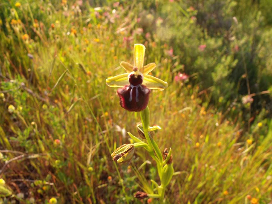 Ophrys 2